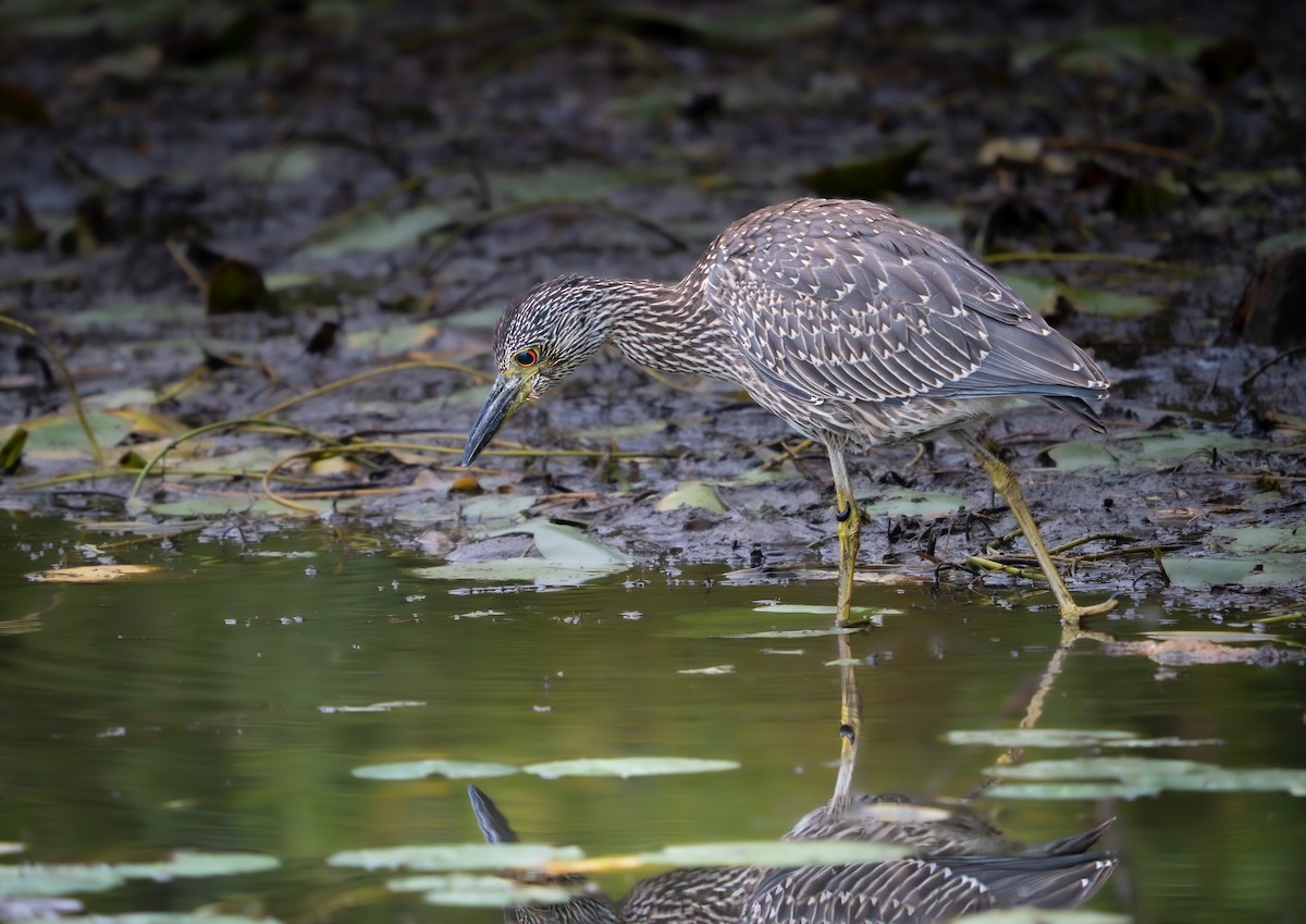 Yellow-crowned Night Heron - ML642547248
