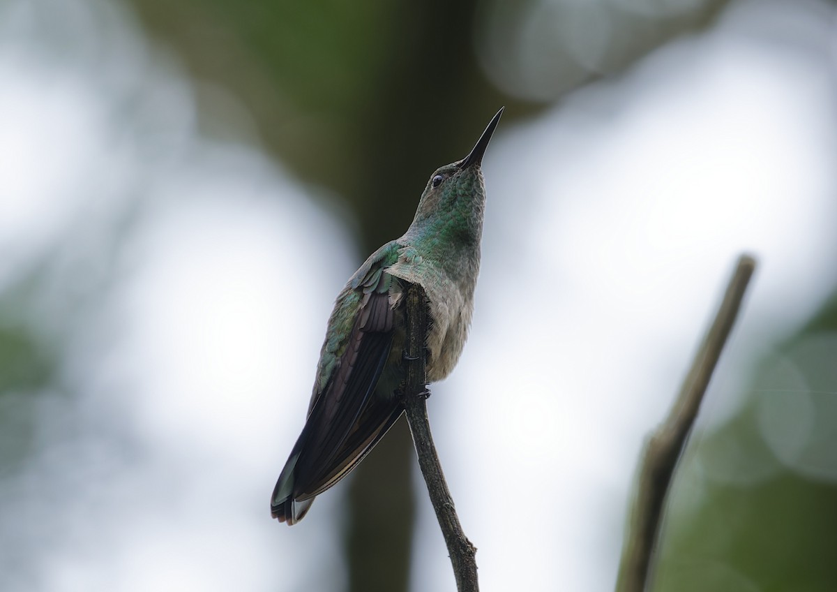 Scaly-breasted Hummingbird - ML642547254