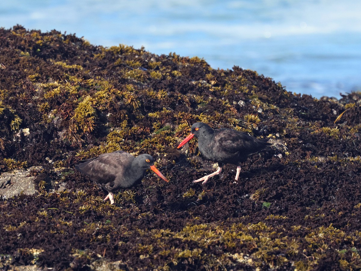 Black Oystercatcher - ML642547270