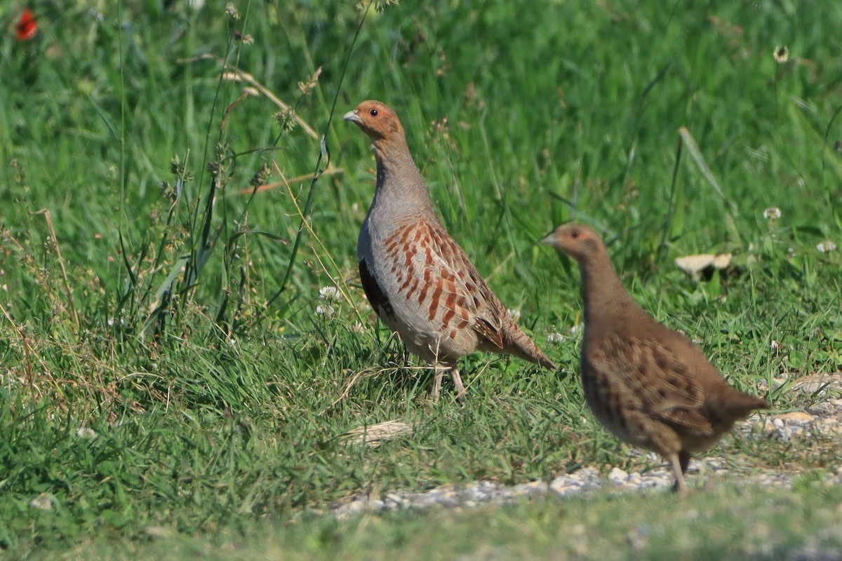 Gray Partridge - ML642547273