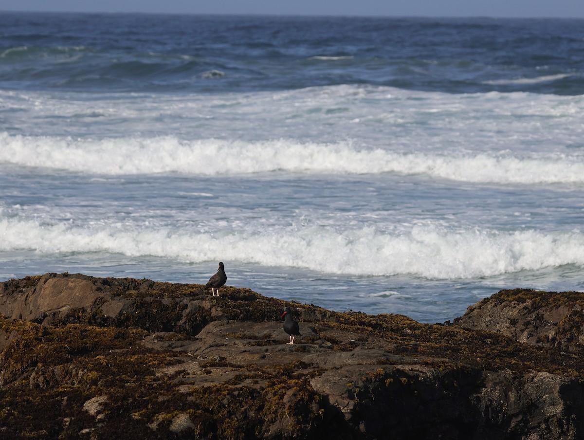 Black Oystercatcher - ML642547291