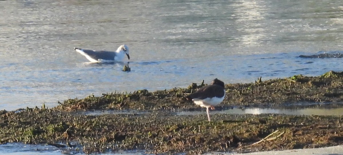 American Oystercatcher - ML642547310