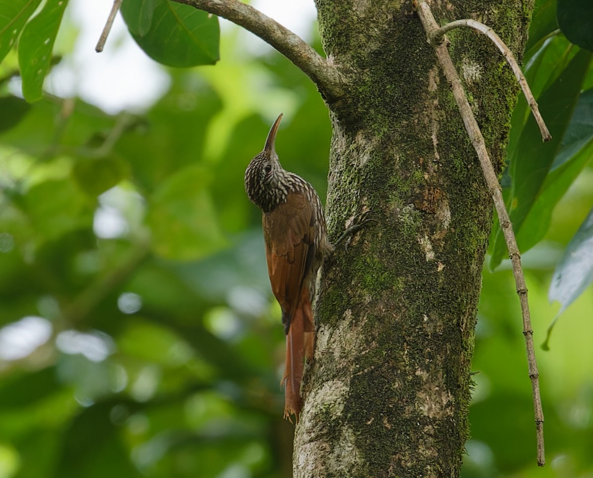 Streak-headed Woodcreeper - ML642547341