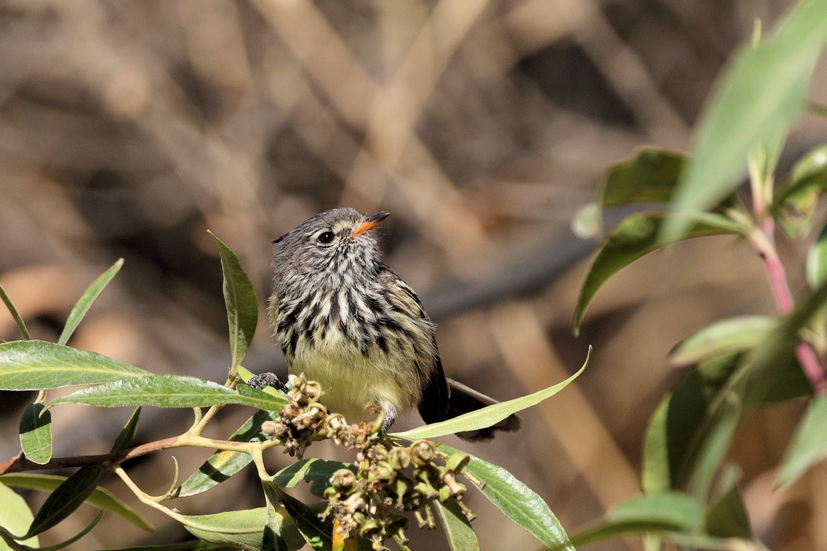 Yellow-billed Tit-Tyrant - ML642547349