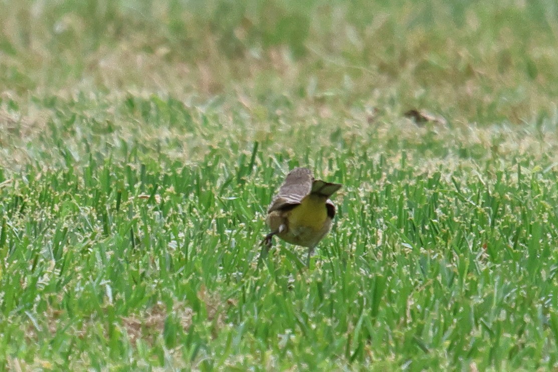 Palm Warbler - ML642547357