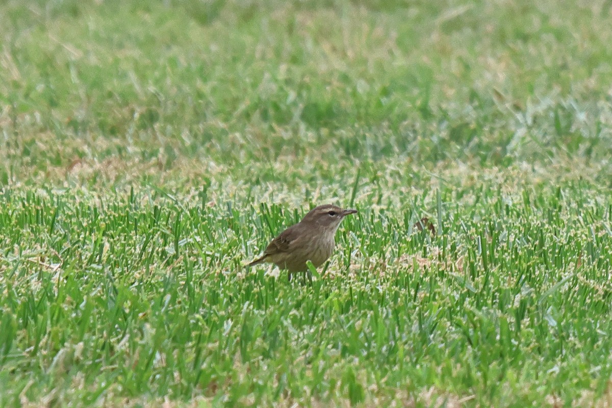 Palm Warbler - ML642547358