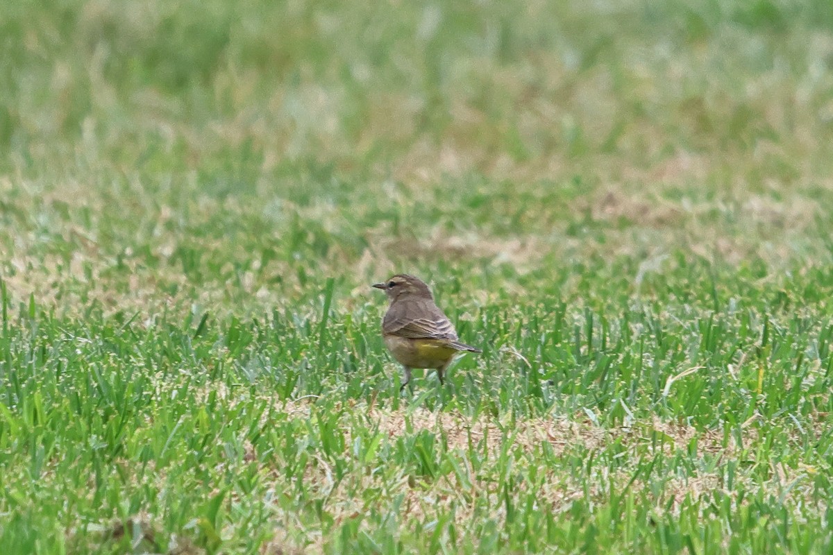 Palm Warbler - ML642547359