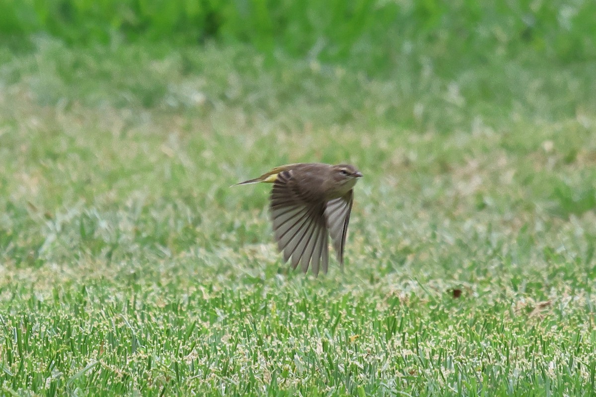Palm Warbler - ML642547360