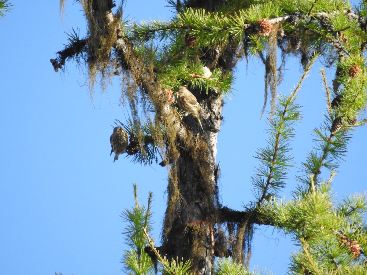 Pine Siskin - ML642547381