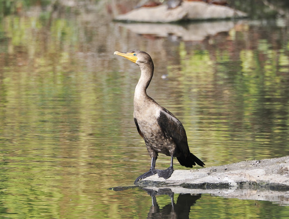 Double-crested Cormorant - ML642547384