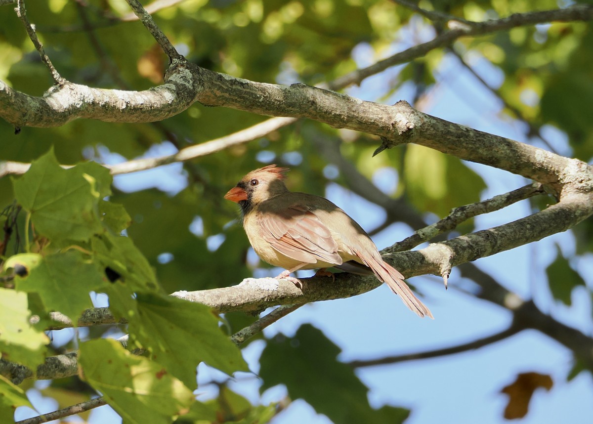 Northern Cardinal - ML642547406