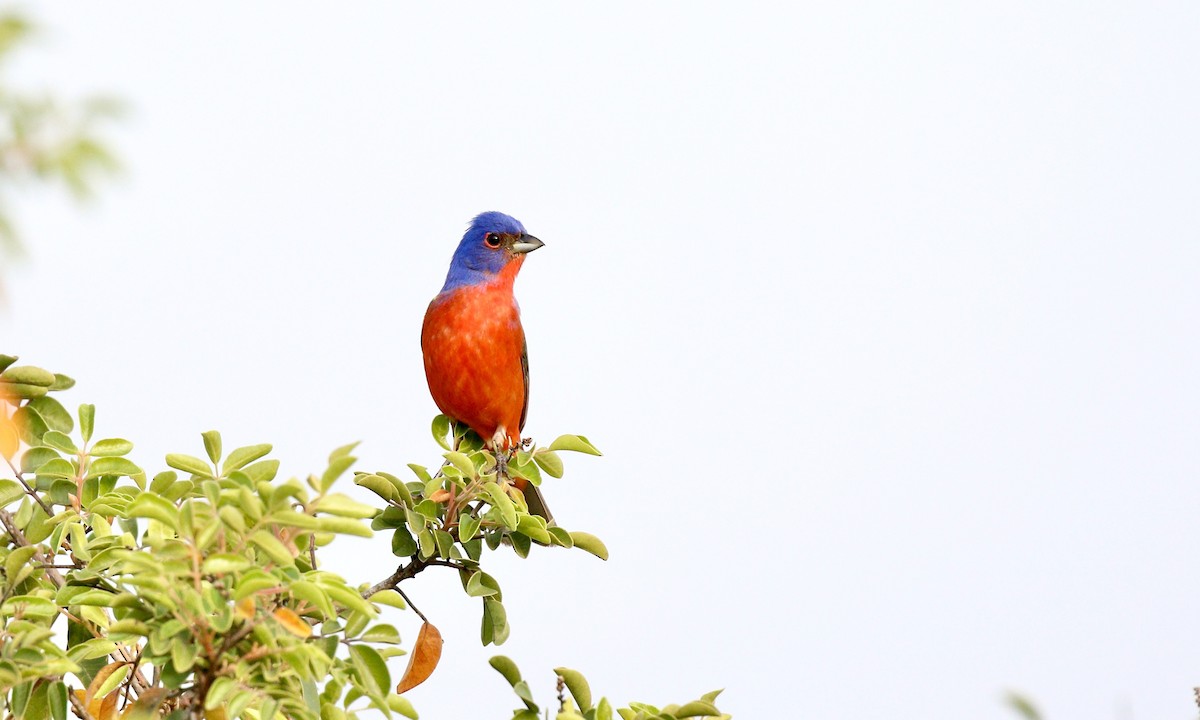 Painted Bunting - ML642547410