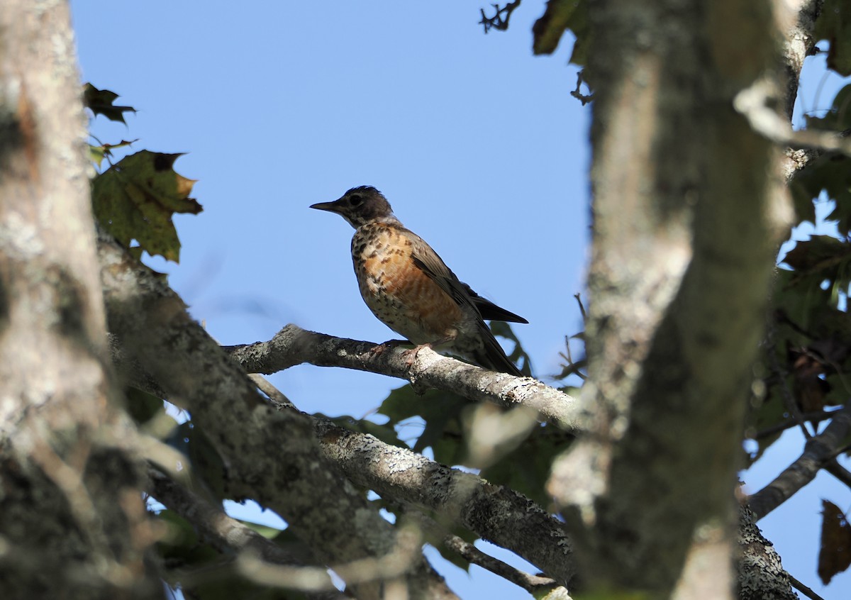 American Robin - ML642547412