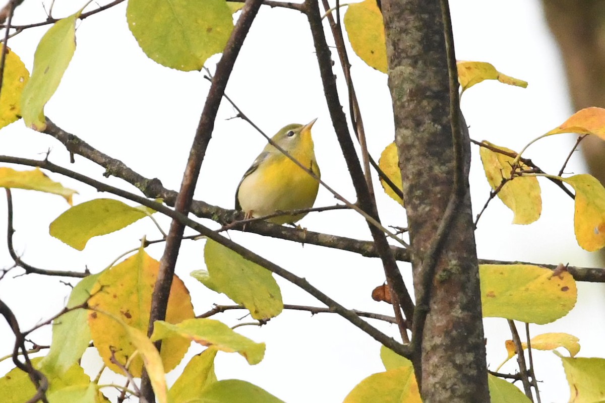 Northern Parula - ML642547425