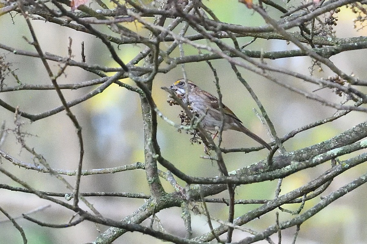 White-throated Sparrow - ML642547427