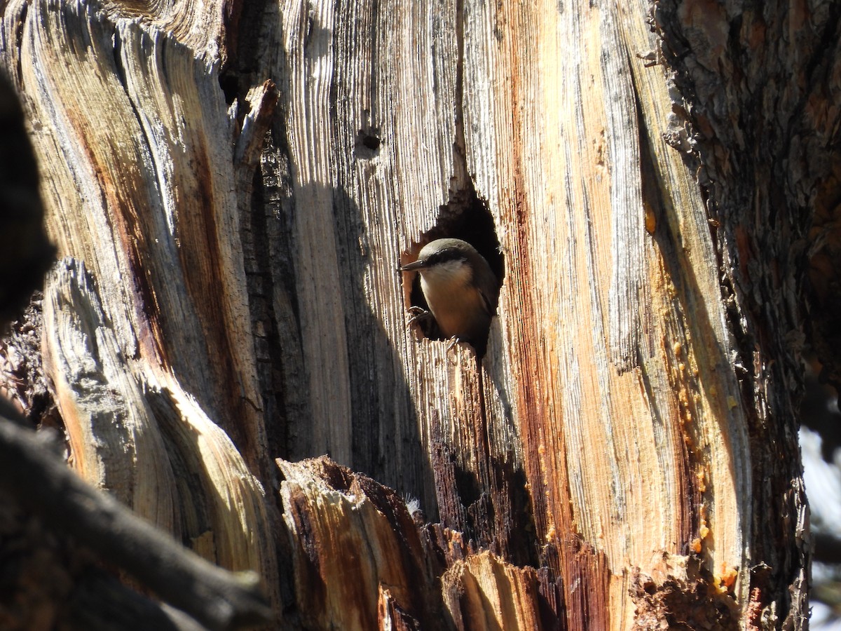 Pygmy Nuthatch - ML642547435