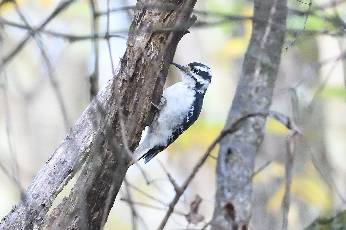 Hairy Woodpecker - ML642547442