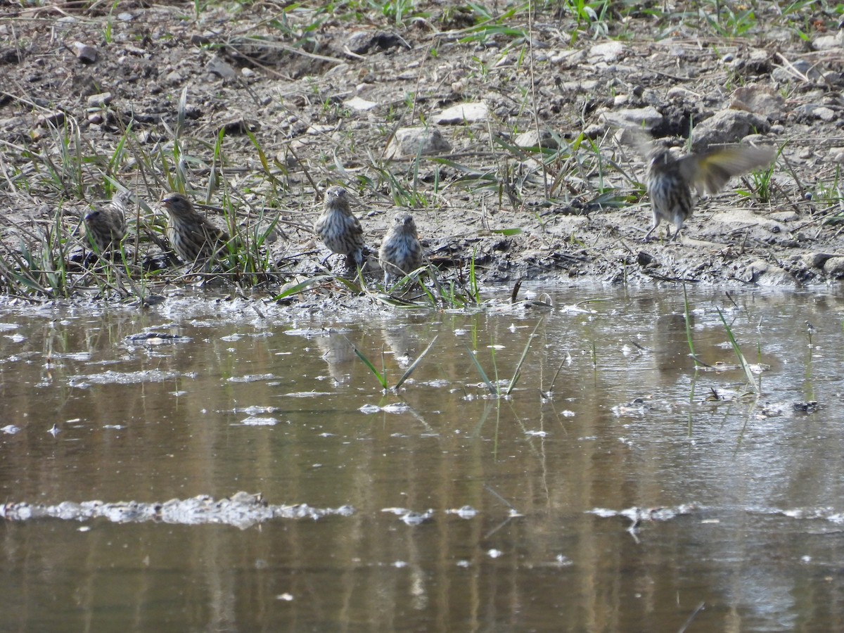Pine Siskin - ML642547459