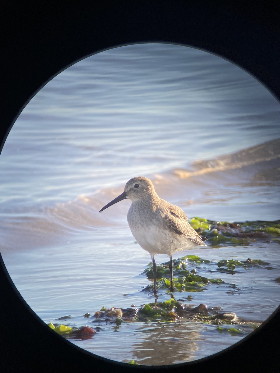 Dunlin - ML642547462