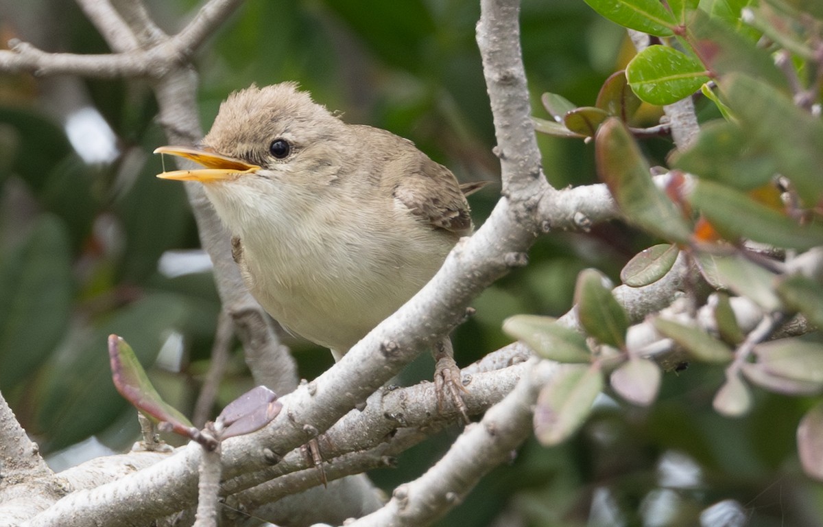 Eastern Olivaceous Warbler - ML642547466