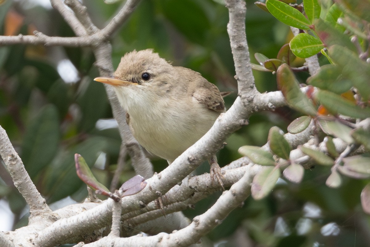 Eastern Olivaceous Warbler - ML642547467