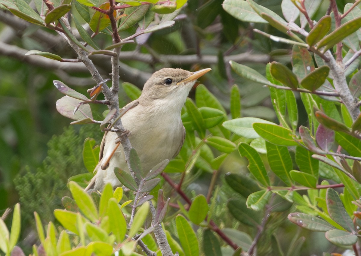 Eastern Olivaceous Warbler - ML642547475