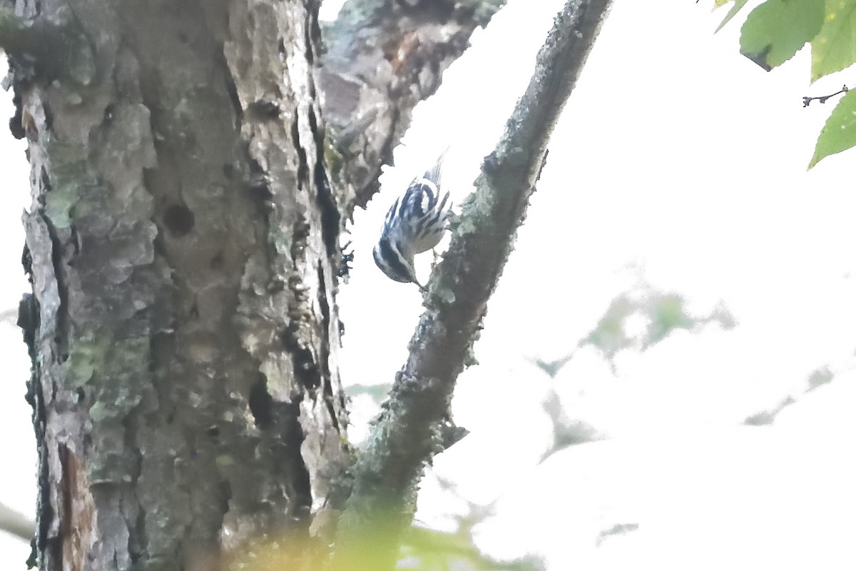 Black-and-white Warbler - ML642547477