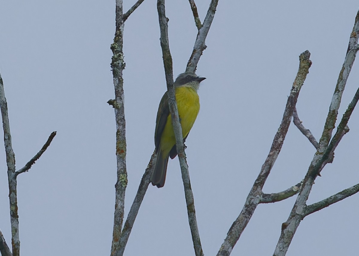 Gray-capped Flycatcher - ML642547481