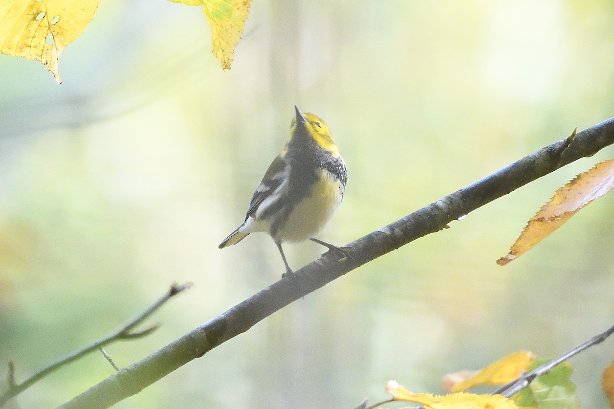 Black-throated Green Warbler - ML642547482