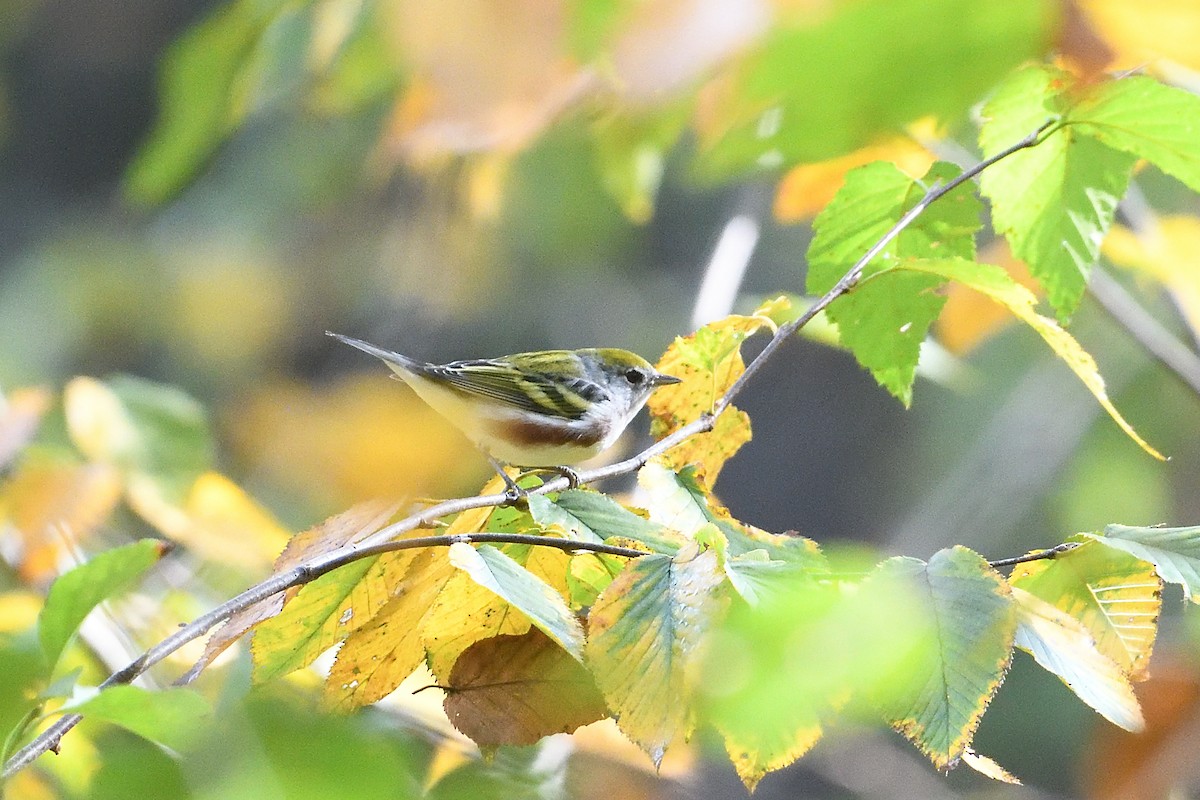 Chestnut-sided Warbler - ML642547490