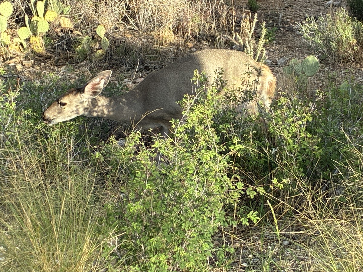 White-tailed Deer - ML642547509