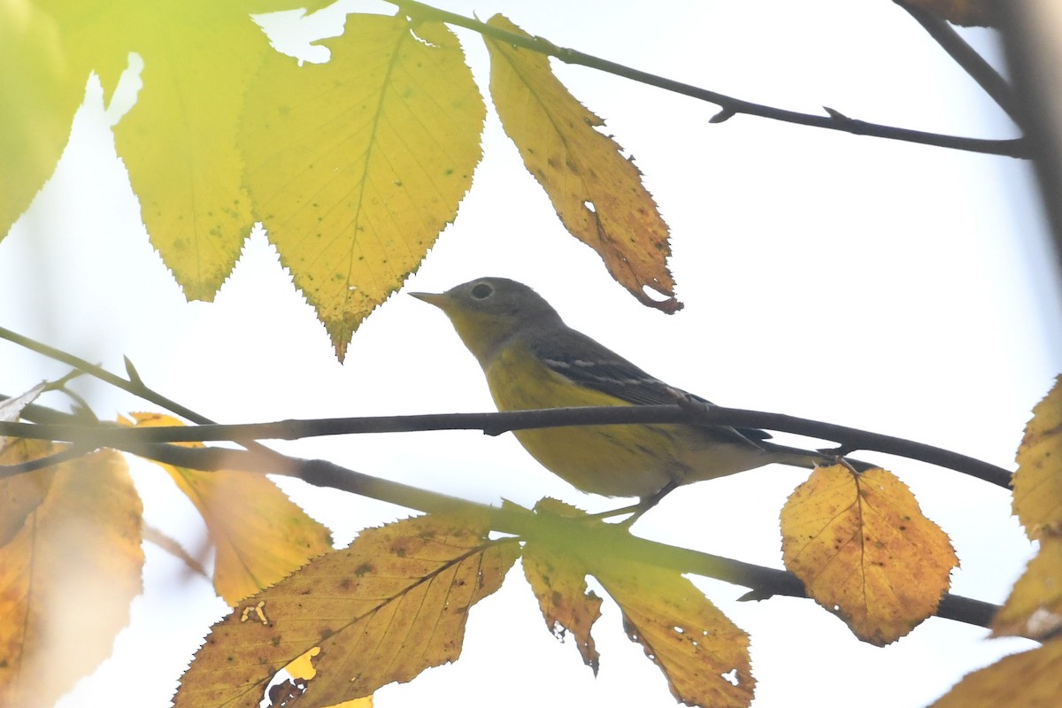 Magnolia Warbler - ML642547518