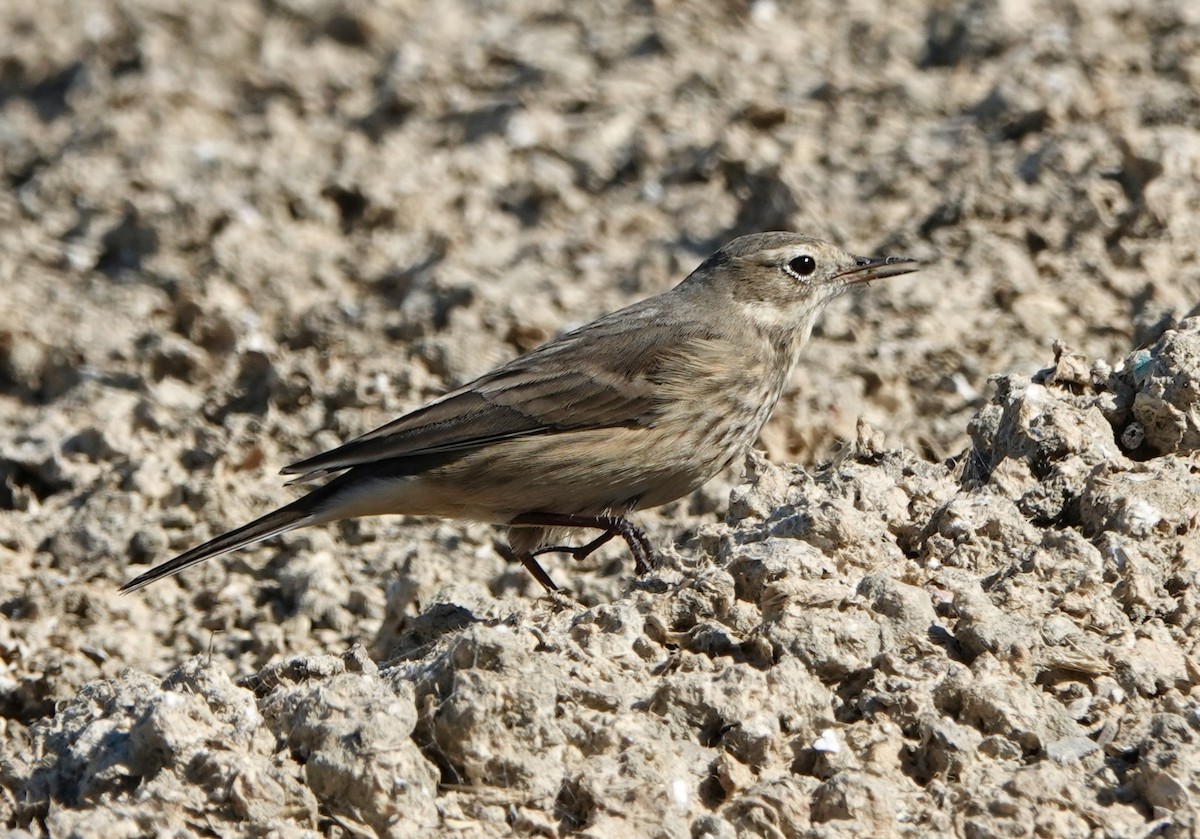 American Pipit - ML642547536