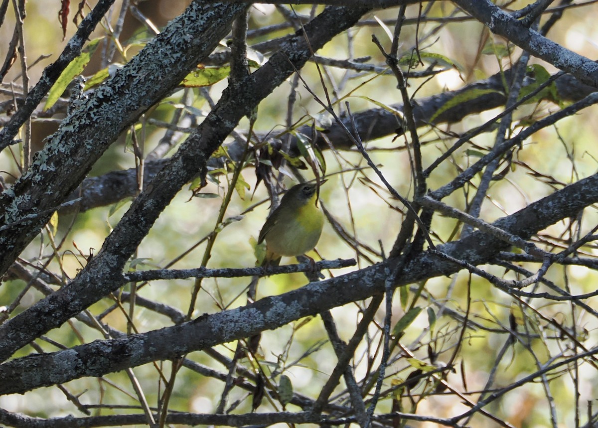 Common Yellowthroat - ML642547537