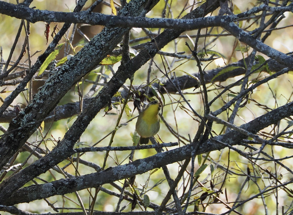 Common Yellowthroat - ML642547538