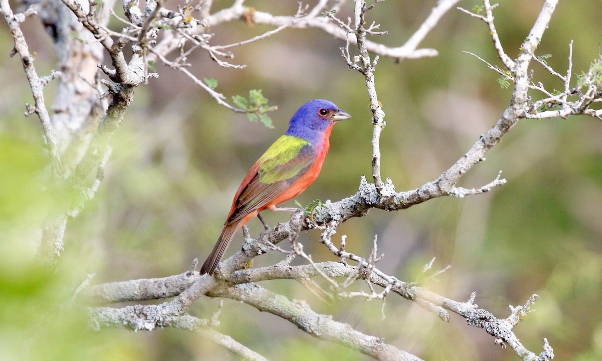 Painted Bunting - ML642547548