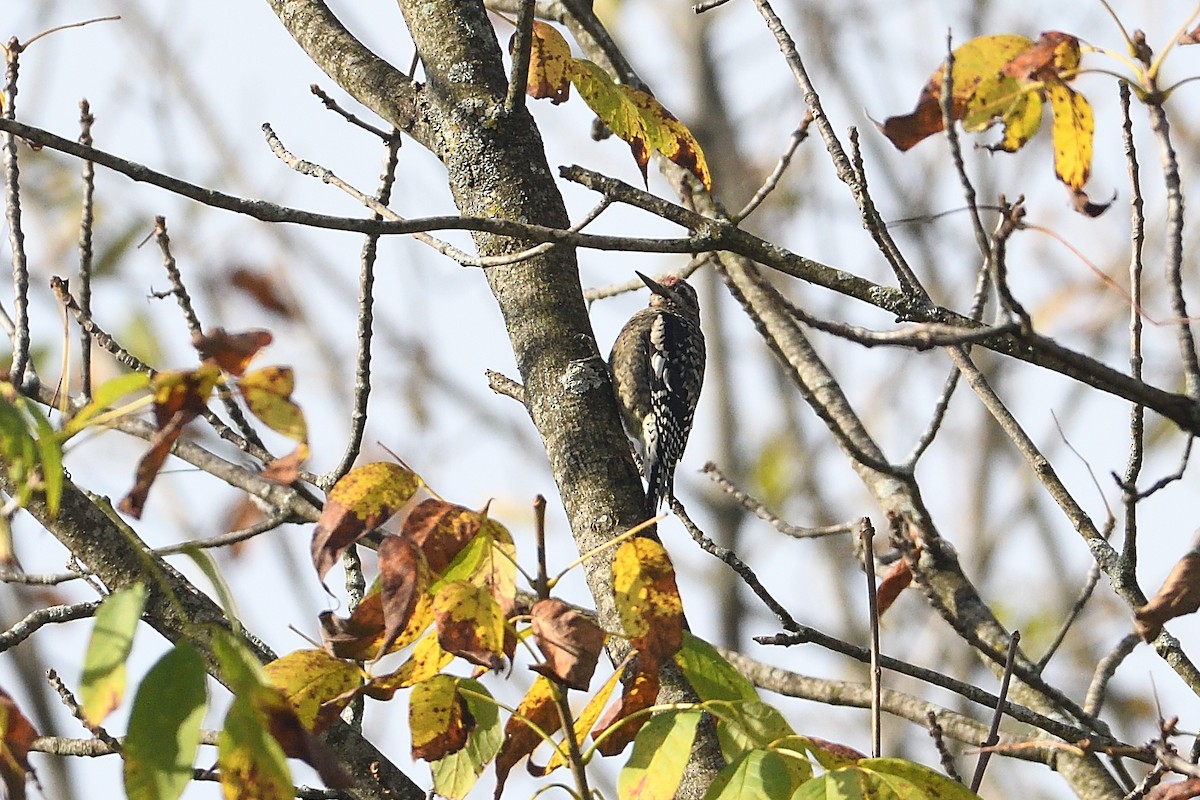 Yellow-bellied Sapsucker - ML642547551
