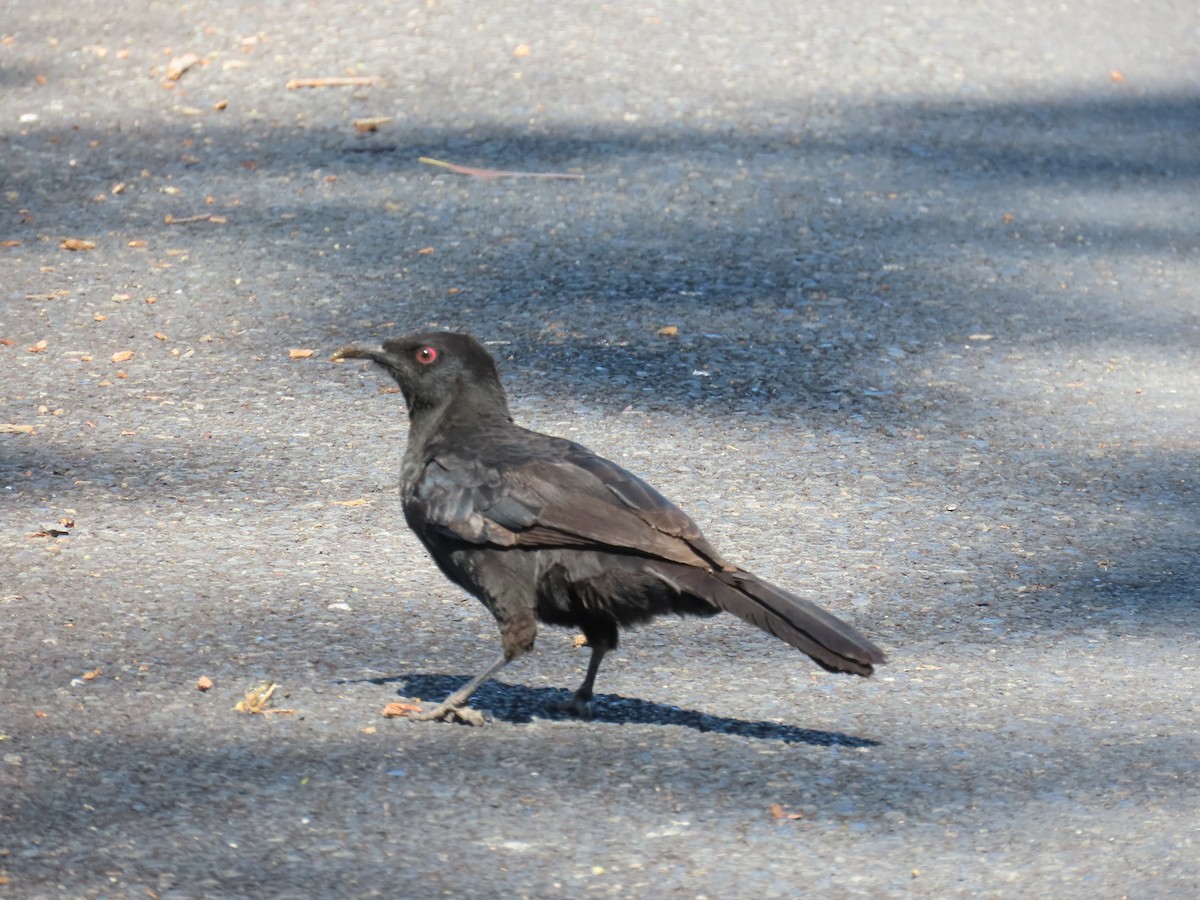 White-winged Chough - ML642547555
