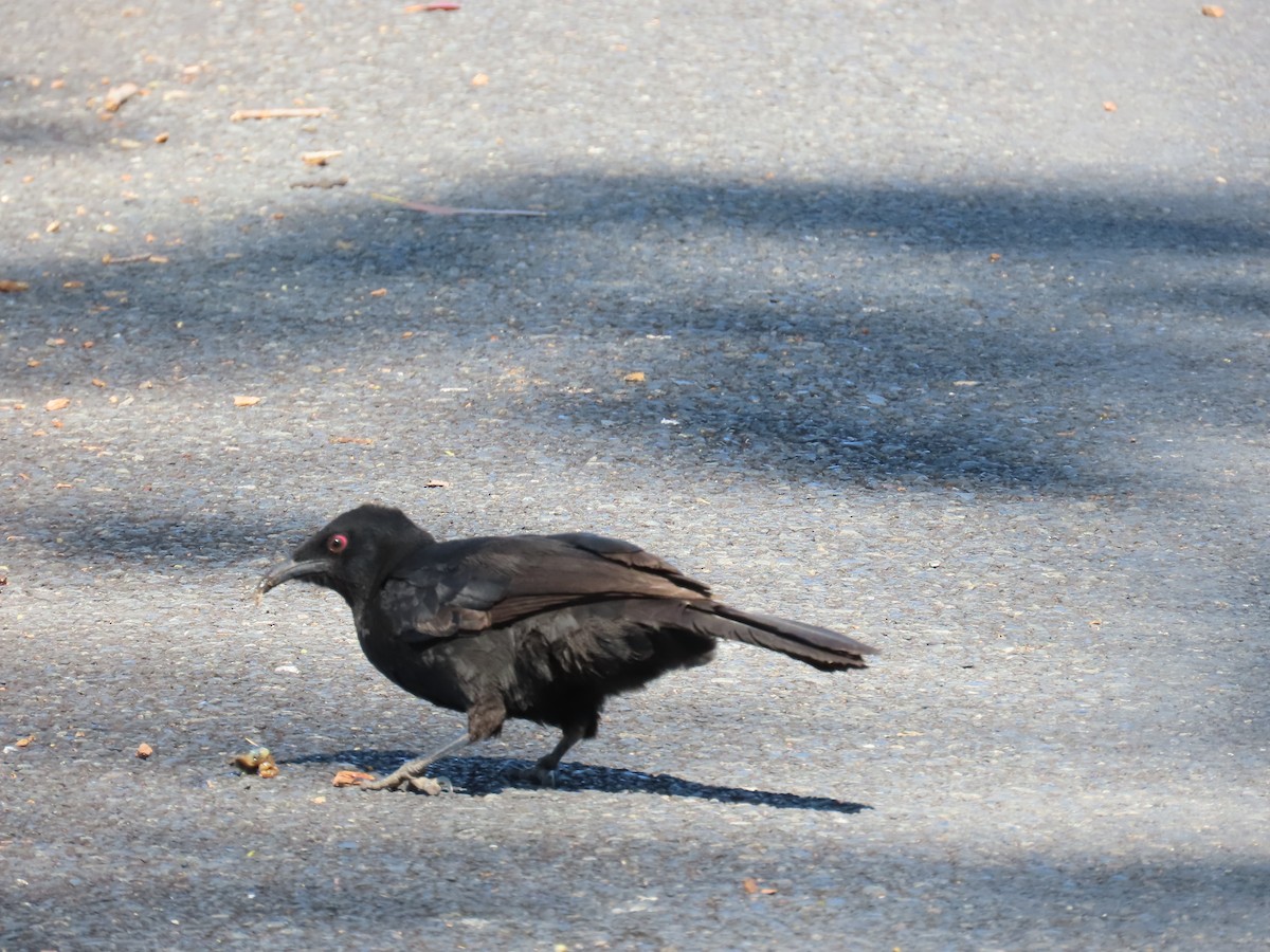White-winged Chough - ML642547556