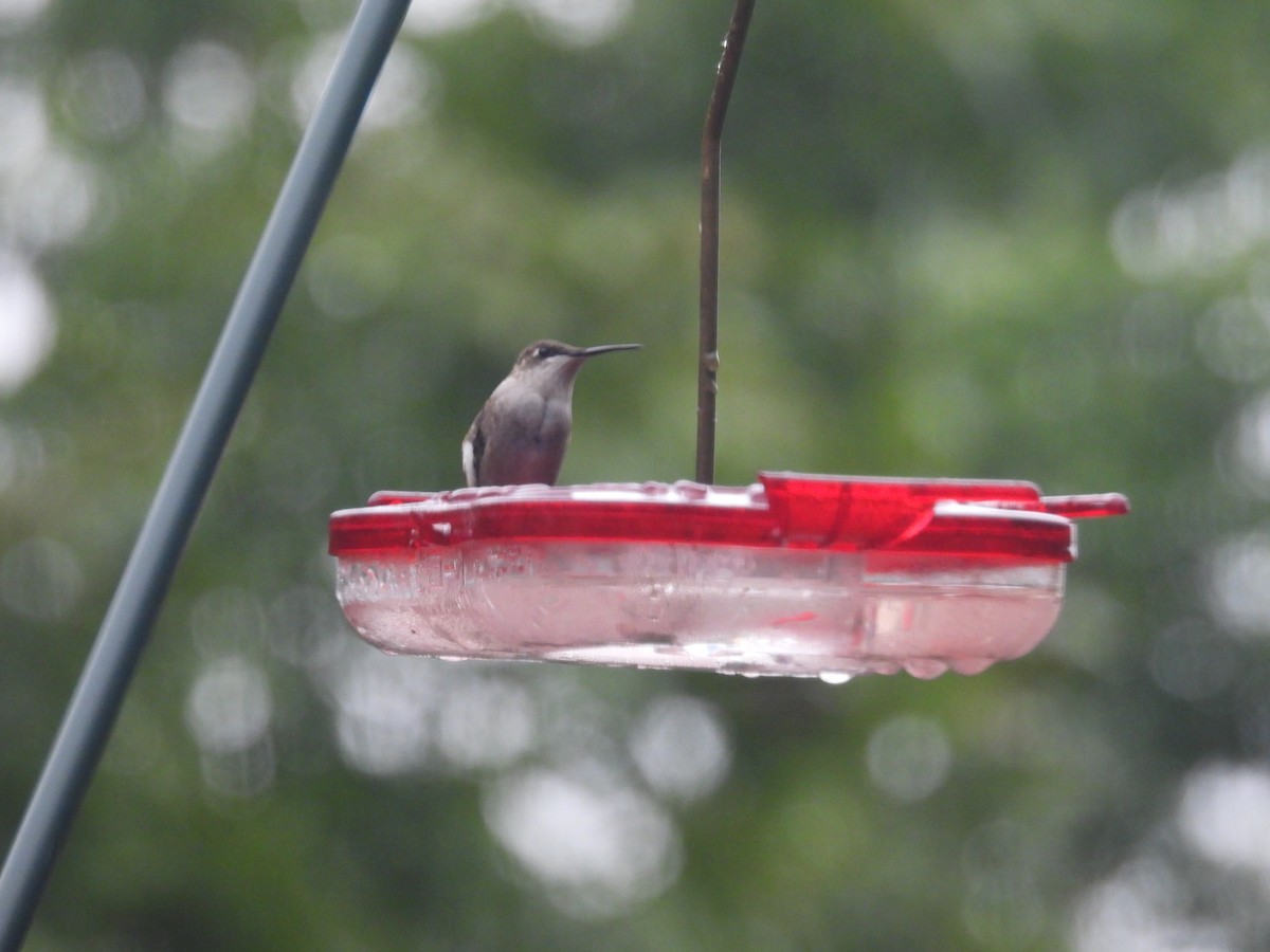 Ruby-throated Hummingbird - ML642547557