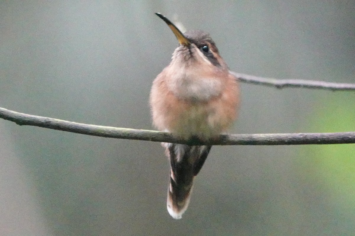 Stripe-throated Hermit - ML642547560