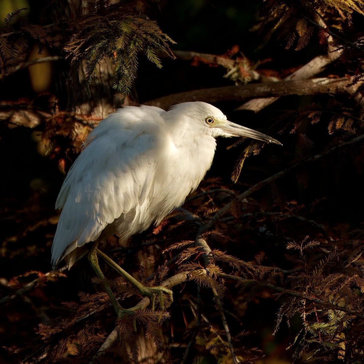 Little Blue Heron - ML642547589