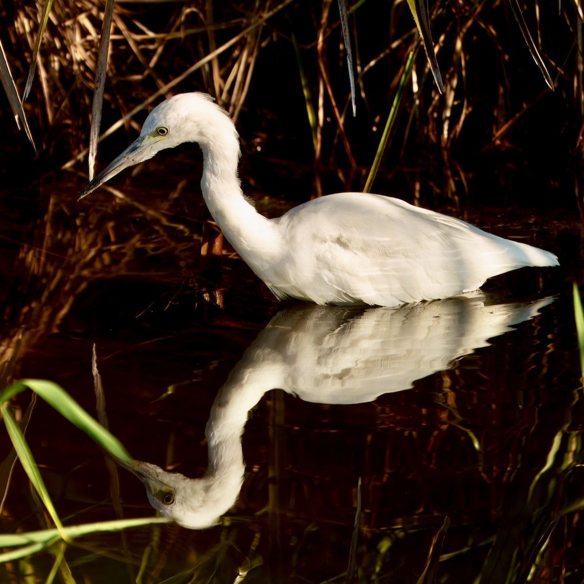 Little Blue Heron - ML642547590