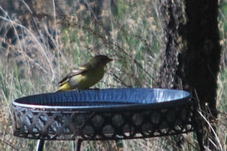 Western Tanager - ML642547591