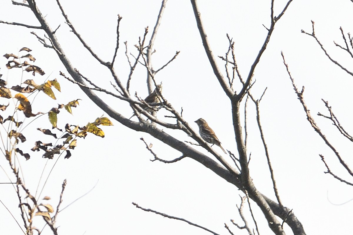 Purple Finch - ML642547597