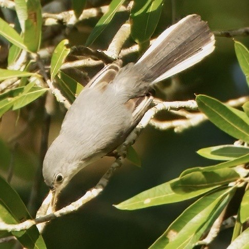 Blue-gray Gnatcatcher - ML642547612
