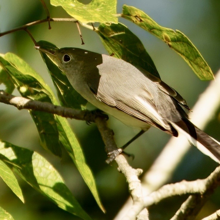 Blue-gray Gnatcatcher - ML642547613