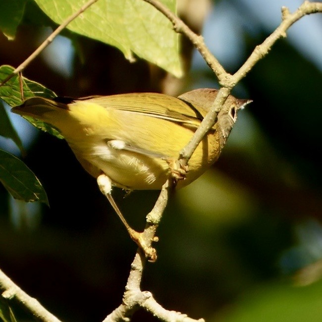 Nashville Warbler - ML642547629