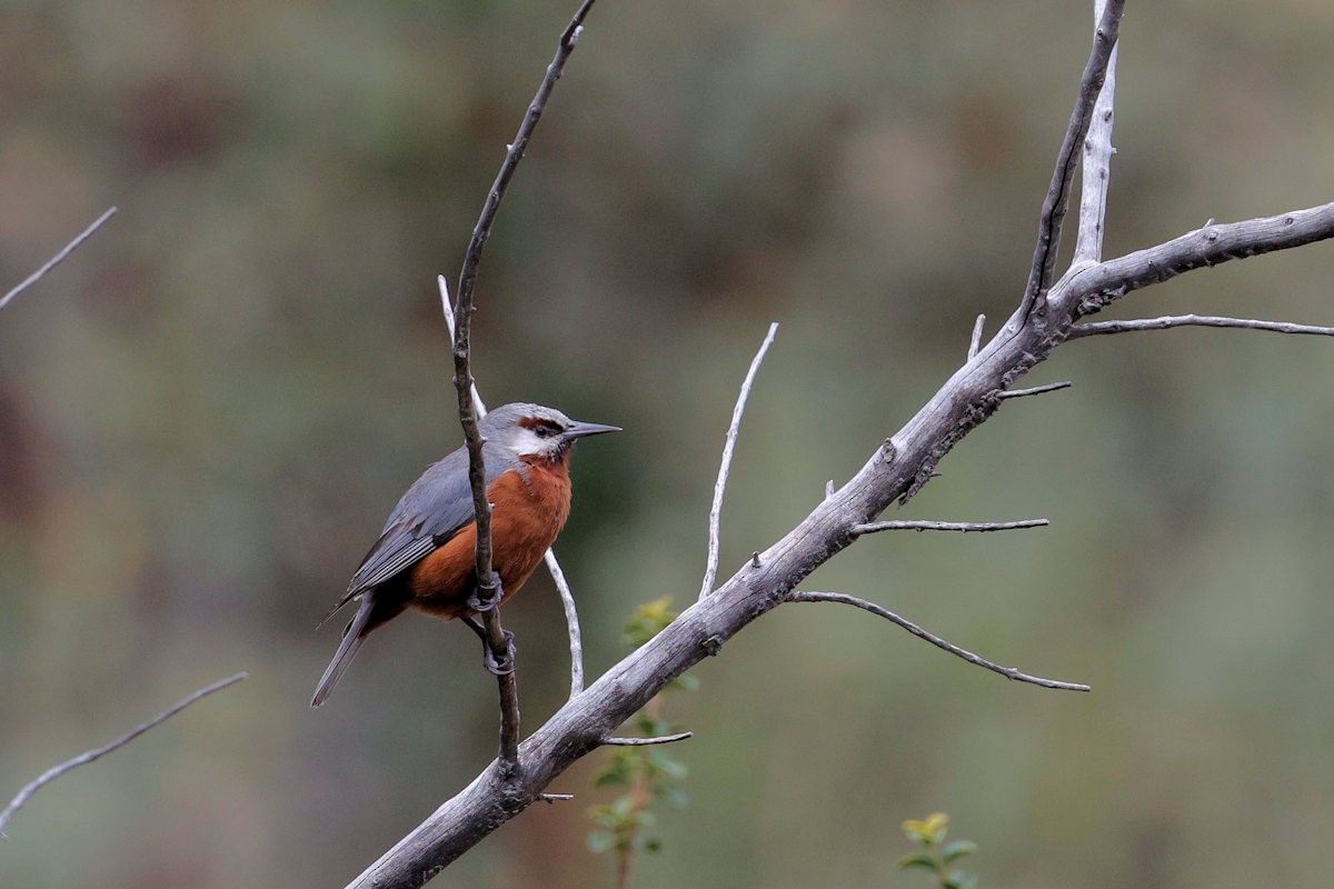 Giant Conebill - ML642547630