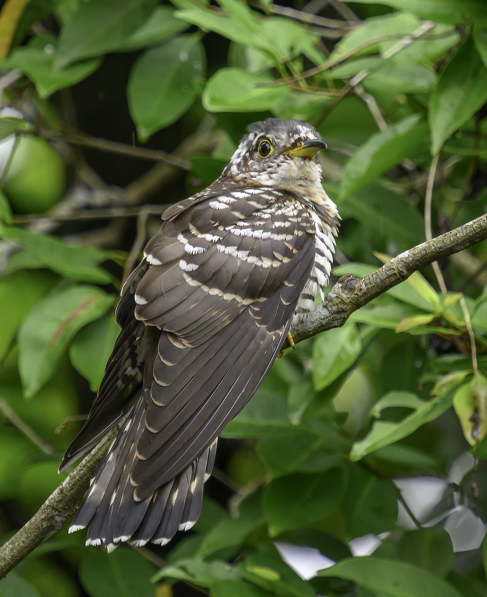 Indian Cuckoo - ML642547642